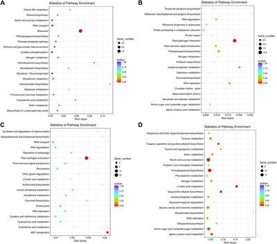 Transcriptome analysis reveals defense-related genes and pathways during dodder (Cuscuta australis) parasitism on white clover (Trifolium repens)